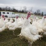 Broad Breasted Whites, a specific breed of turkey prized for their size and larger proportion of white meat, stand in their paddock at Violet Hill Farm<br/>